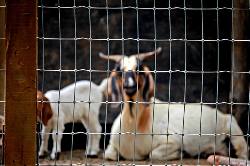 ลวดล้อมคอกสัตว์ ความปลอดภัยของสัตว์เลี้ยง