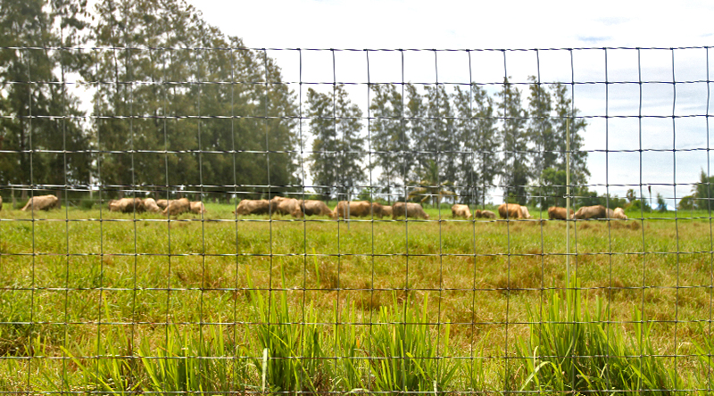 รั้วล้อมคอกสัตว์ที่มีคุณสมบัติที่ดี