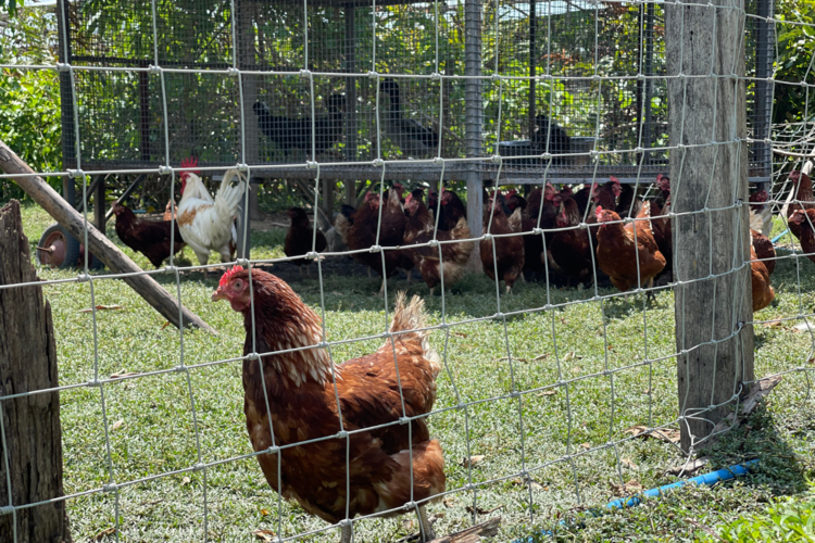 คุณสมบัติของลวดล้อมคอกสัตว์ที่มีคุณภาพ