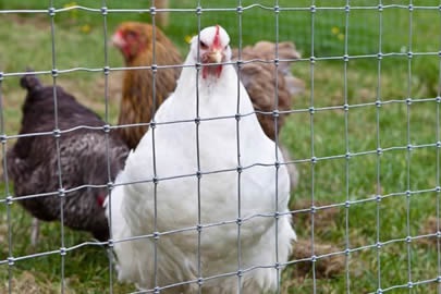 การจำหน่ายลวดล้อมคอกสัตว์ที่มีคุณภาพ